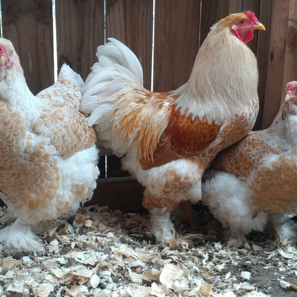 Meet your Posher, Janice